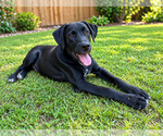 Legend - Male Labrador Retriever-Unknown Mix Dog for Adoption - Small photo