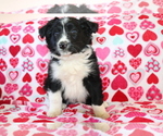 Small #3 Border Collie