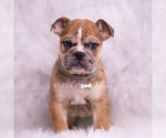 Small Photo #22 English Bulldog Puppy For Sale in WARSAW, IN, USA