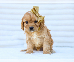 Puppy Boyd Cavapoo (Miniature)