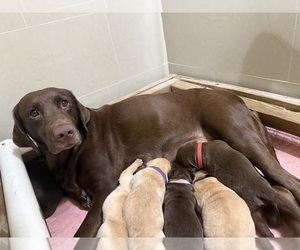 Mother of the Labrador Retriever puppies born on 04/29/2026