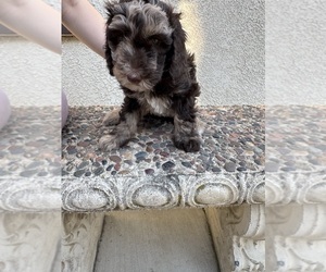 Medium Bernedoodle