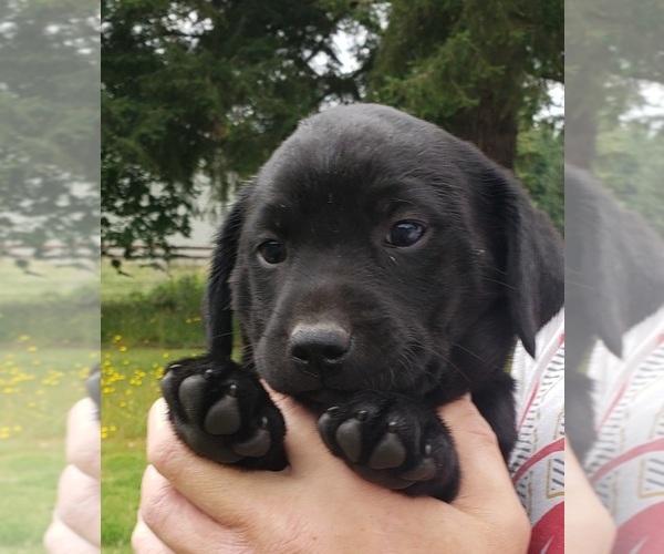 Medium Photo #13 Labrador Retriever Puppy For Sale in OLYMPIA, WA, USA