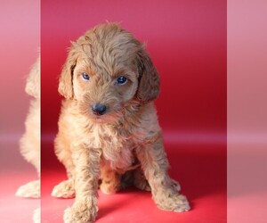 Goldendoodle (Miniature) Puppy for sale in BLMGTN, IN, USA