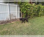 Small #2 Labrador Retriever Mix