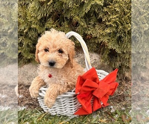 Cockapoo (Miniature) Puppy for sale in MIDDLEBURY, IN, USA