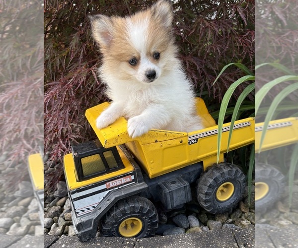 Medium Photo #1 Pomeranian Puppy For Sale in MIDDLEBURY, IN, USA