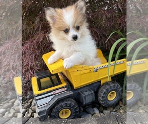 Pomeranian Puppy for sale in MIDDLEBURY, IN, USA