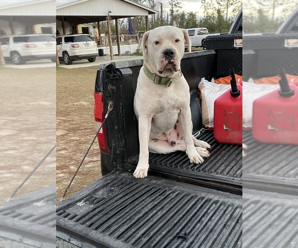 Medium Photo #10 American Bulldog Puppy For Sale in CLARKSVILLE, FL, USA