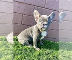 Small Photo #8 French Bulldog Puppy For Sale in LITTLE ROCK, AR, USA