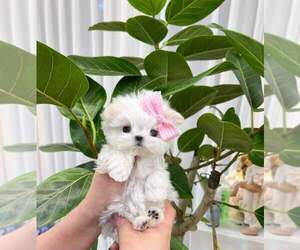 Maltese Puppy for sale in CLERMONT, FL, USA