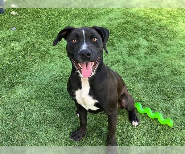 Medium Photo #1 American Pit Bull Terrier-Labrador Retriever Mix Puppy For Sale in Orange, CA, USA