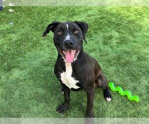 American Pit Bull Terrier-Labrador Retriever Mix Dogs for adoption in Orange, CA, USA