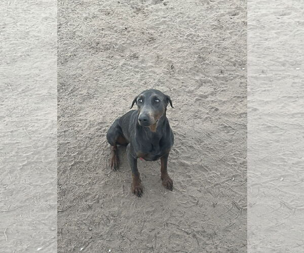 Medium Photo #4 Doberman Pinscher Puppy For Sale in Buffalo, MN, USA