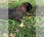 Small Photo #8 Belgian Malinois Puppy For Sale in MULBERRY, FL, USA