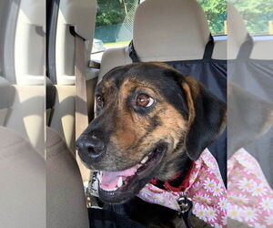 MADDIE - Female Mutt Dog for Adoption - Photo #8