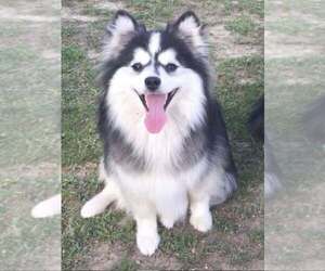 Mother of the Pomsky puppies born on 08/08/2026