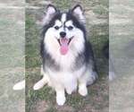 Small Photo #1 Pomsky Puppy For Sale in SAVOY, MA, USA