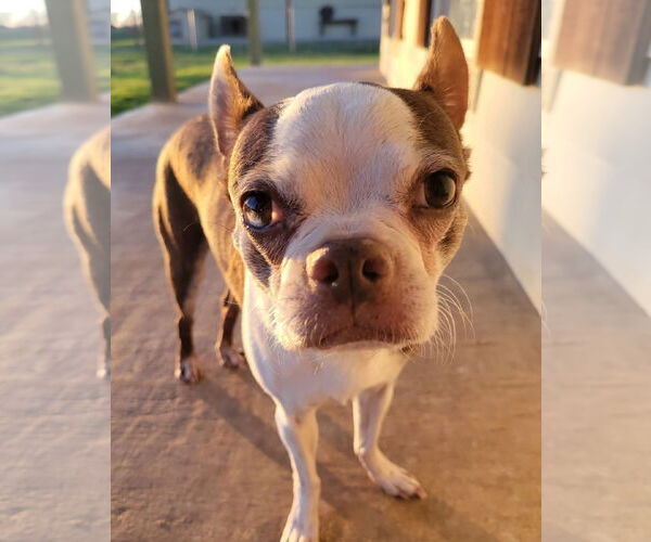 Medium Photo #2 Boston Terrier Puppy For Sale in Little Elm, TX, USA