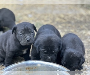 Cane Corso Puppy for sale in COLLINSVILLE, IL, USA