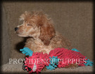 Small Photo #37 Poodle (Miniature) Puppy For Sale in COPPOCK, IA, USA