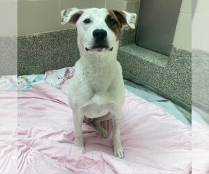 Labrador Retriever-Unknown Mix Dogs for adoption in Boston, MA, USA