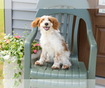 Small Goldendoodle (Miniature)