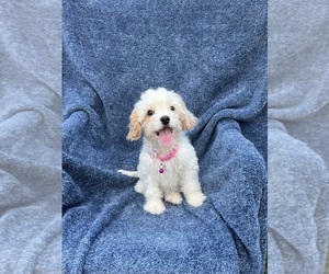 Cavapoo Puppy for sale in JEFFERSONVILLE, IN, USA