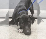 Small Labrador Retriever Mix