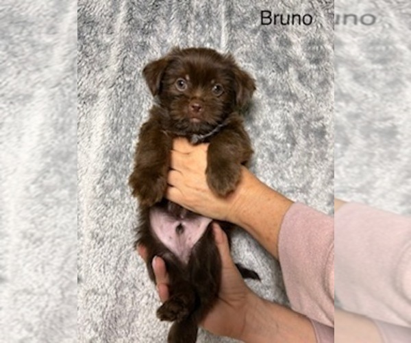 Medium Photo #1 Shorkie Tzu Puppy For Sale in SCOTTSDALE, AZ, USA