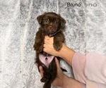 Puppy Bruno Shorkie Tzu