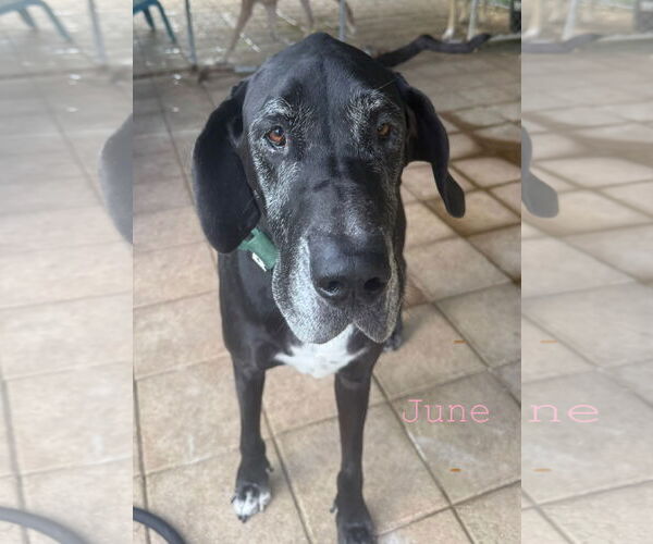 Medium Photo #2 Great Dane Puppy For Sale in Palm Beach, FL, USA