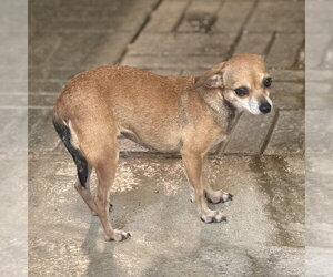 DALLAS - Female Chihuahua Dog for Adoption - Photo #2