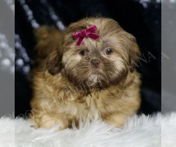 Medium Photo #3 Shih Tzu Puppy For Sale in WARSAW, IN, USA