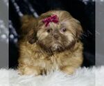 Small #2 Shih Tzu