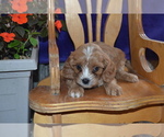 Small #3 Cavapoo