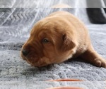 Puppy Puppy 6 orange Labrador Retriever
