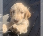 Small Photo #55 Goldendoodle Puppy For Sale in RATHDRUM, ID, USA