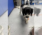 Small #1 Colonial Cocker Spaniel Mix