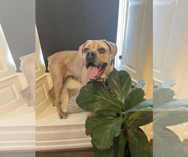 Medium Photo #18 Mutt Puppy For Sale in Virginia Beach, VA, USA