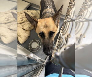 German Shepherd Dog Dogs for adoption in Glen Allen, VA, USA