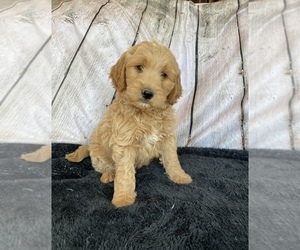 Goldendoodle Puppy for sale in STELLA, MO, USA