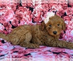 Small Photo #5 Goldendoodle Puppy For Sale in NOTTINGHAM, PA, USA