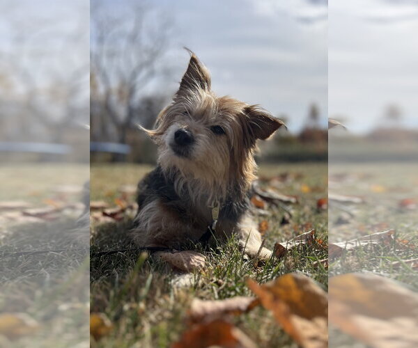 Medium Photo #3 Mutt Puppy For Sale in Doylestown, PA, USA