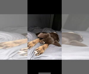 Bear - Male Australian Kelpie-German Pinscher Mix Dog for Adoption - Photo #3