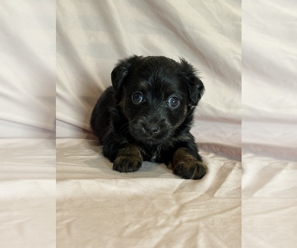 Medium Photo #2 Corgipoo Puppy For Sale in LONGMONT, CO, USA