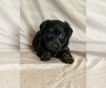 Sonnet - Female Corgipoo Puppy for Sale - Photo #2