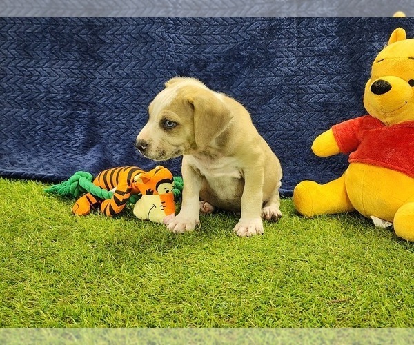 Medium Photo #7 Catahoula Leopard Dog Puppy For Sale in CUMBY, TX, USA