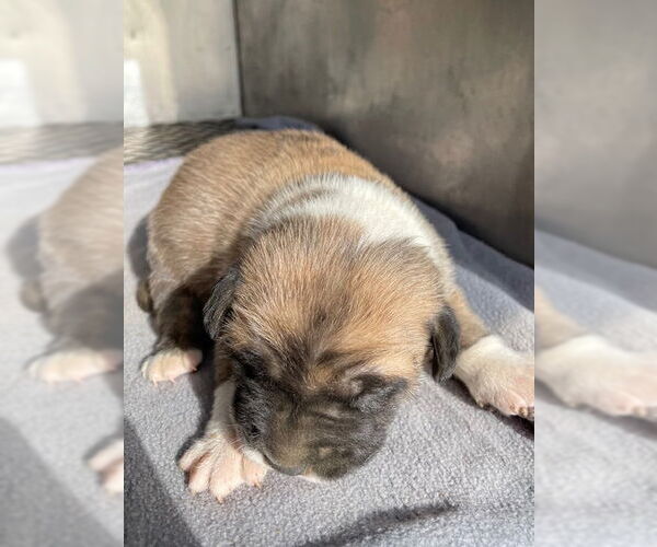 Medium Photo #1 American Bulldog-German Shepherd Dog Mix Puppy For Sale in HESPERIA, CA, USA