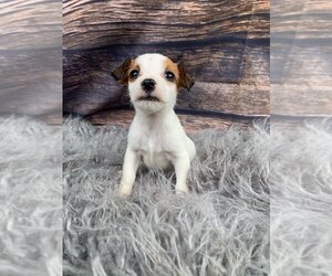 Jack Russell Terrier Puppy for sale in LIBERTY, KY, USA